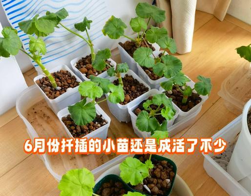 天竺葵含有剧毒吗？如何安全处理和种植天竺葵？