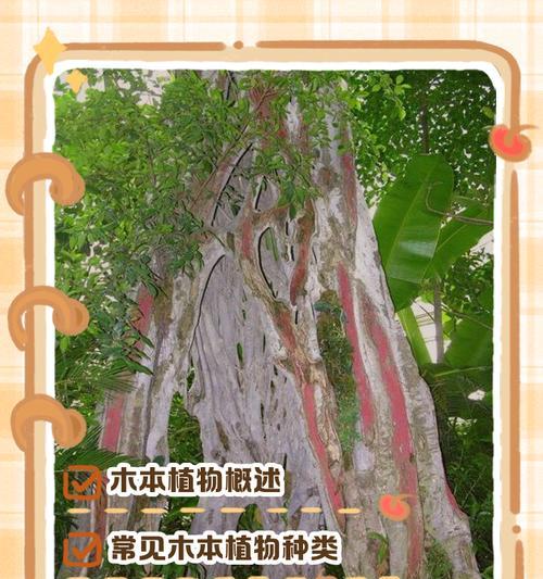 木本植物的生长过程是怎样的？