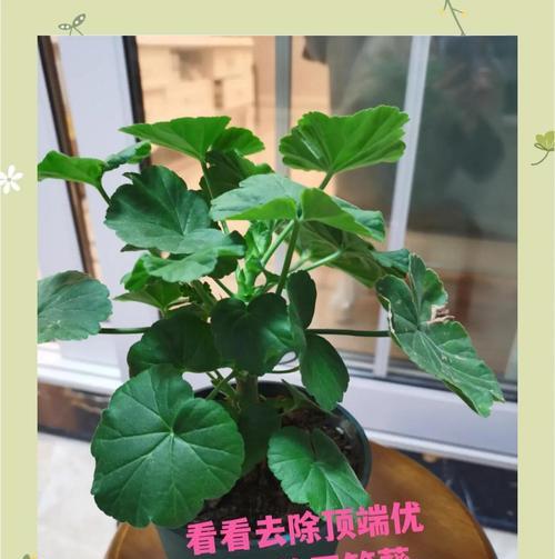 泥土插扦天竺葵的正确养护方法是什么？