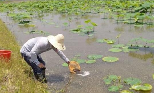 多层漂浮栽培的关键技术要点是什么？