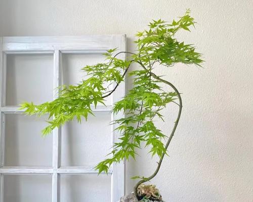淋水式盆景的造型技巧有哪些？