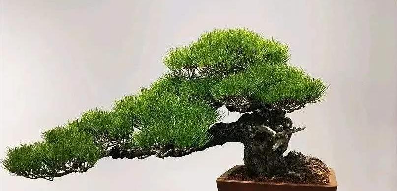 淋水式盆景的造型技巧有哪些？