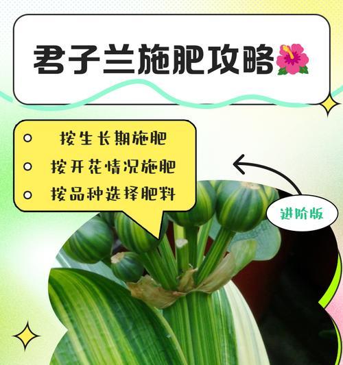 君子兰养护用什么颗粒肥料？