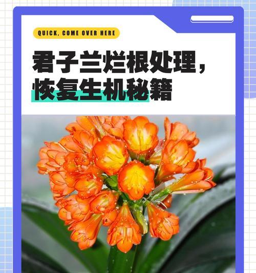 君子兰严重烂根的挽救方法是什么？