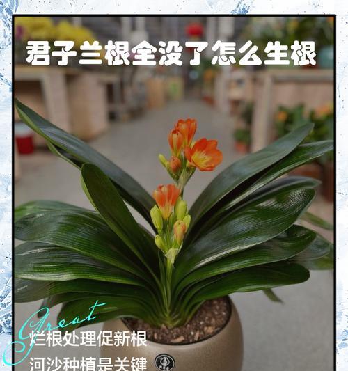 君子兰严重烂根的挽救方法是什么？
