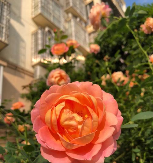 广东北阳台适合种什么月季花？有哪些推荐？