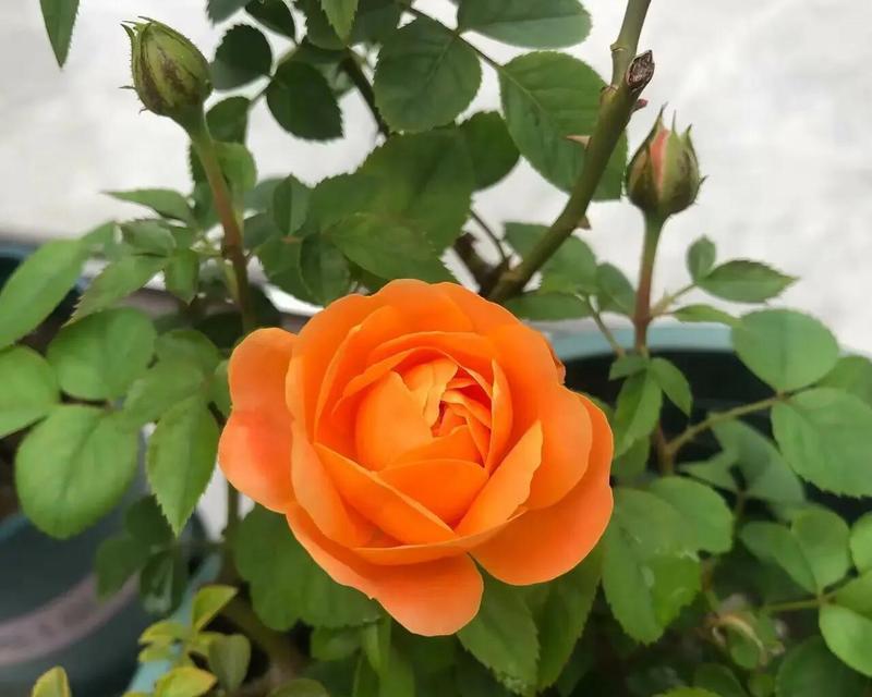 广东北阳台适合种什么月季花？有哪些推荐？