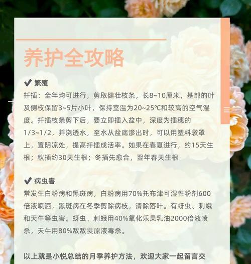 北方冬天室外月季如何养护？冬季护理要点是什么？