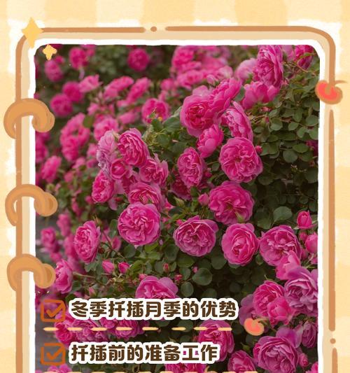 北方冬天室外月季如何养护？冬季护理要点是什么？