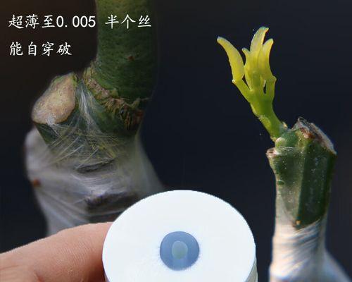 盆景绑带拉紧绳的正确绑法是什么？