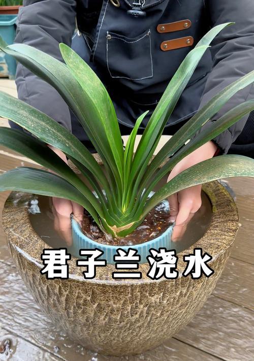 君子兰在几月份需要浇水？