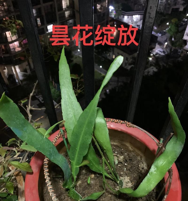 昙花的养花技巧和注意事项是什么？