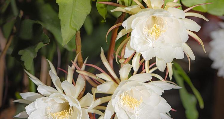 昙花的养花技巧和注意事项是什么？