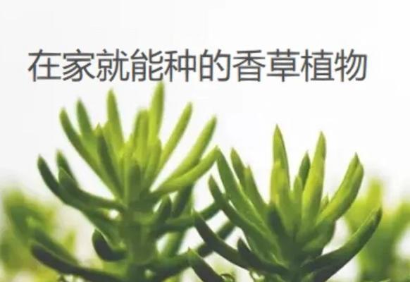 香草是哪些植物的别称？常见的香草植物有哪些？