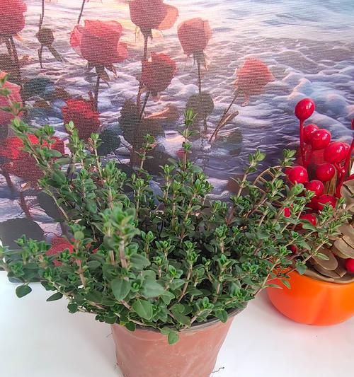 香草是哪些植物的别称？常见的香草植物有哪些？