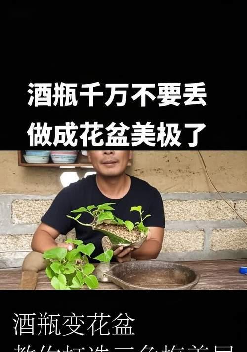 三角梅在黑色花盆中如何养护？