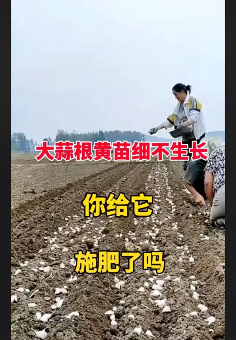 自制生蒜瓣肥料的方法和好处是什么？