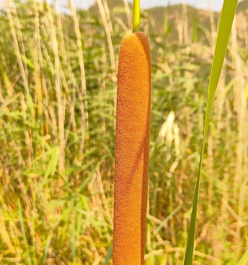 烹饪中常用的香草植物有哪些？