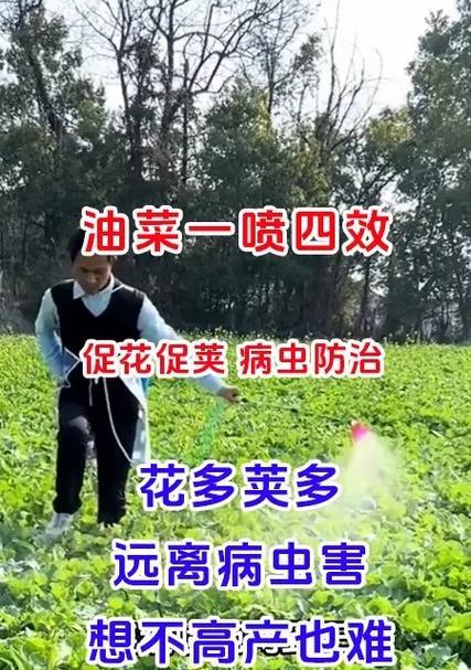 安徽油菜最佳播种时间是什么时候？