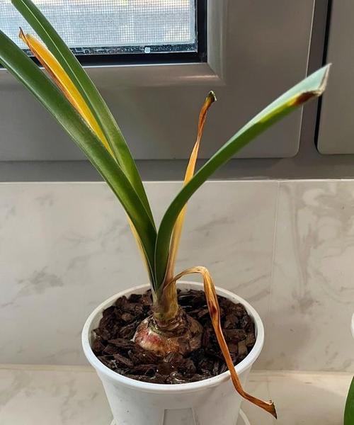 朱顶红在北方种植的优缺点？如何管理？