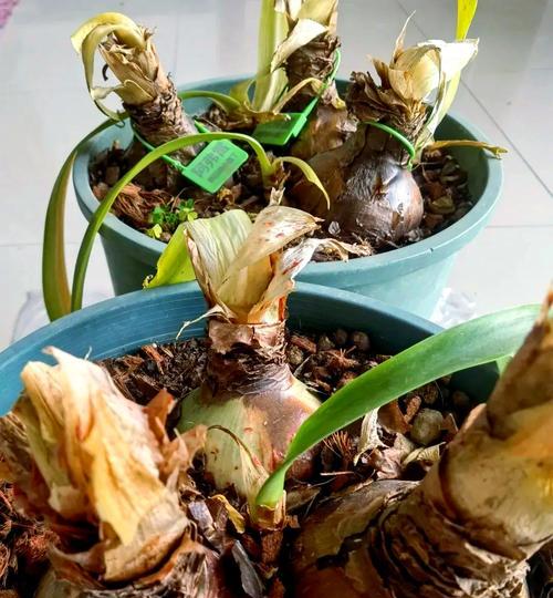 朱顶红在北方种植的优缺点？如何管理？