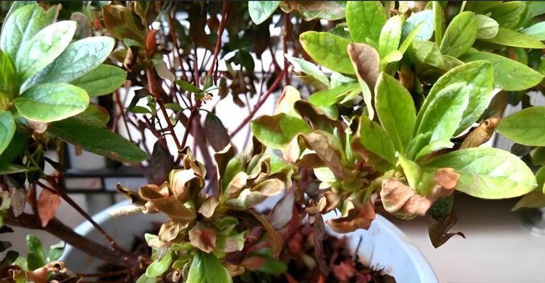 植物叶子茎脉发黄？可能的原因及处理方法是什么？