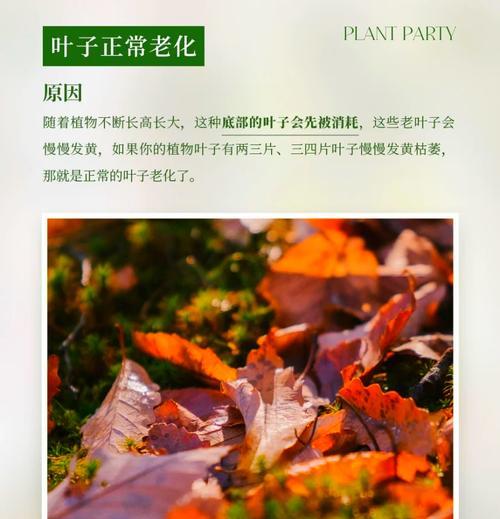 植物叶子茎脉发黄？可能的原因及处理方法是什么？