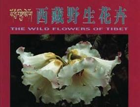 北帝山野生花卉种类有哪些？