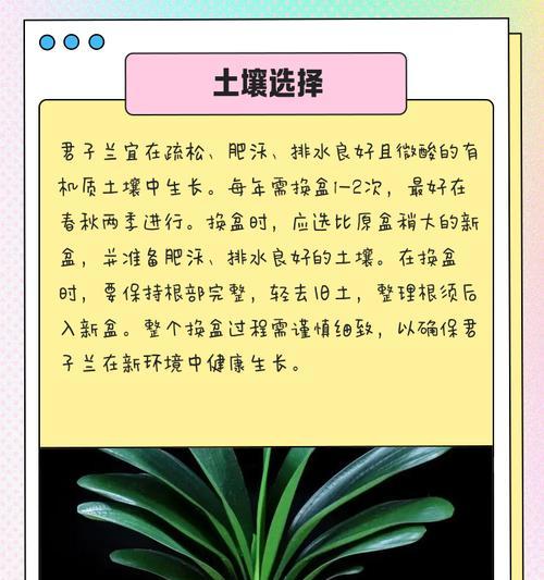 实心君子兰特点解析：它与其他君子兰有何不同？