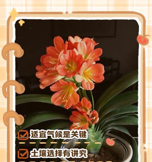 实心君子兰特点解析：它与其他君子兰有何不同？