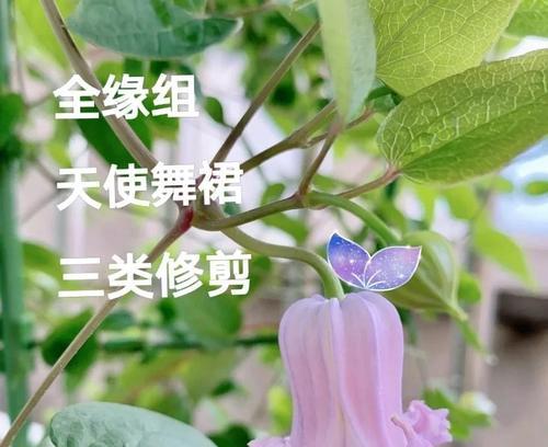 铁线莲冬天枝条干枯的应对措施是什么？