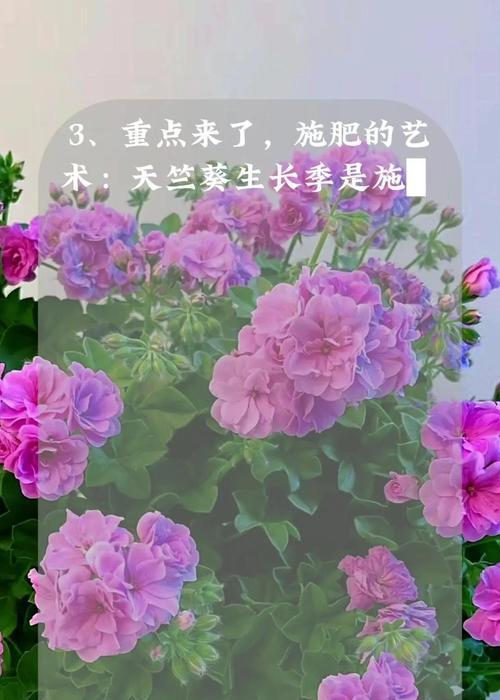 天竺葵柔美可人怎么养？有哪些养护技巧？