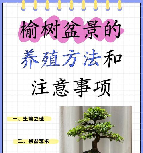金斗果树盆景怎么养护？如何进行有效的盆景养护？