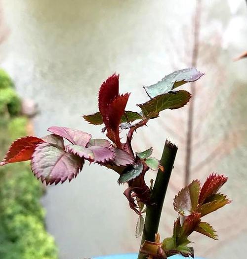 月季花掐尖打理技巧是什么？如何促进新芽生长？