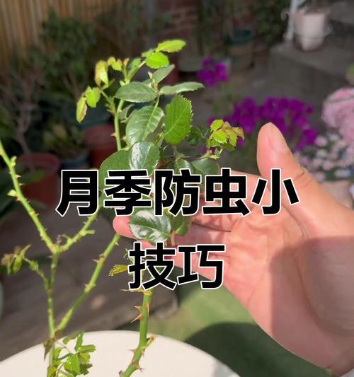 月季花掐尖打理技巧是什么？如何促进新芽生长？