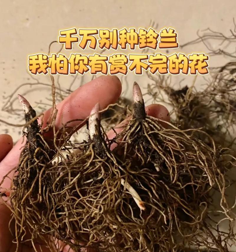水玲兰叶子发黄的原因是什么？