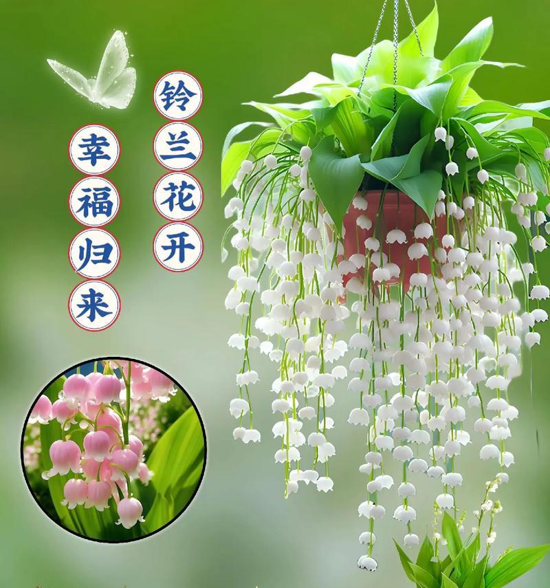 水玲兰叶子发黄的原因是什么？