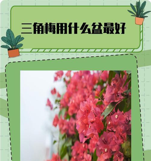 三角梅种植时盆的深度应该是多少？