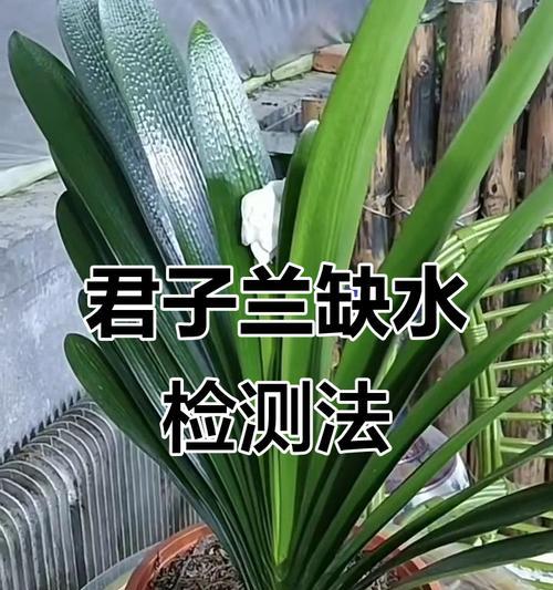 君子兰爱楠竹怎么养护？君子兰与楠竹搭配的养护要点是什么？