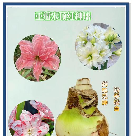 朱顶红搭配哪种石料更美观？石料选择对朱顶红有何影响？