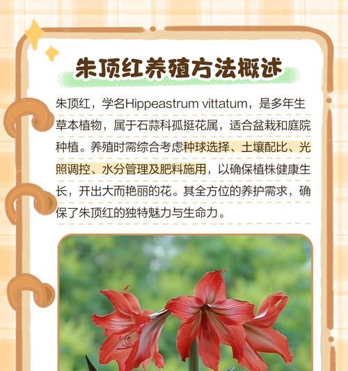 朱顶红搭配哪种石料更美观？石料选择对朱顶红有何影响？