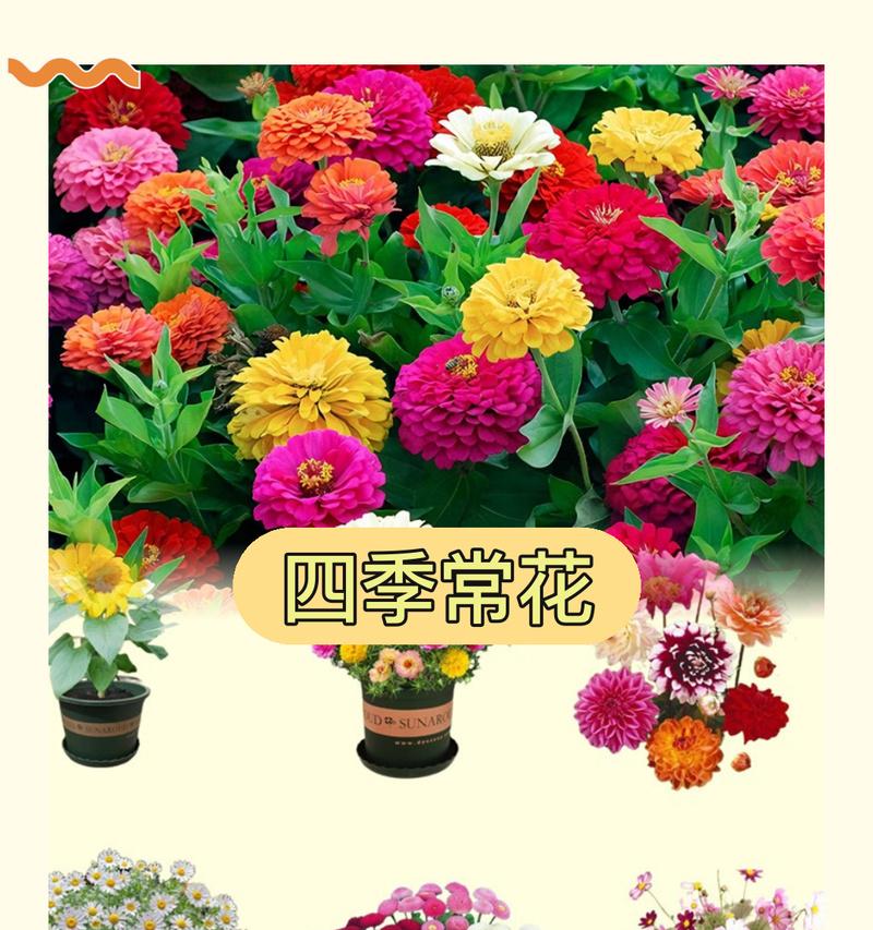 哪些花种在阳台撒种子就能活？