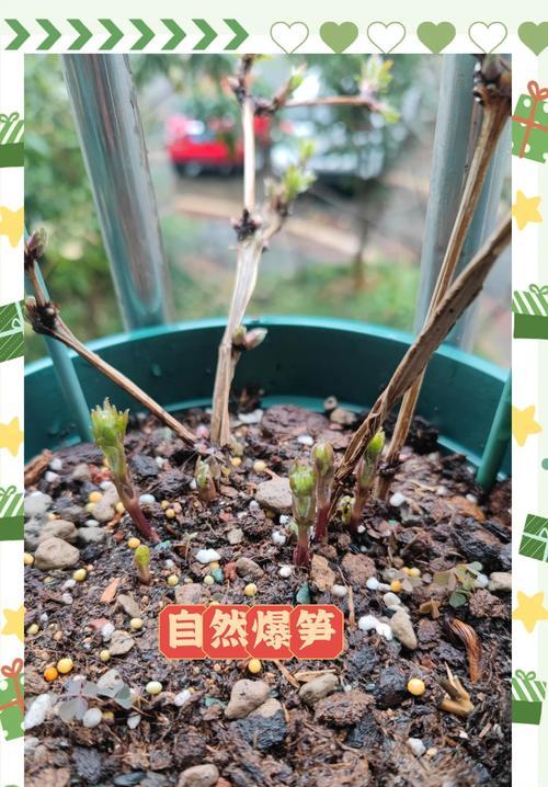 大盆铁线莲的养护美观方法是什么？