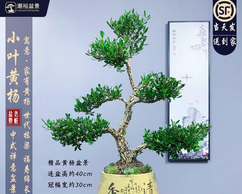 黄杨树盆景的培养技巧有哪些？如何打造完美盆景？