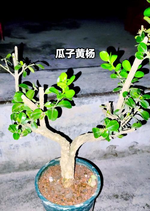 黄杨树盆景的培养技巧有哪些？如何打造完美盆景？