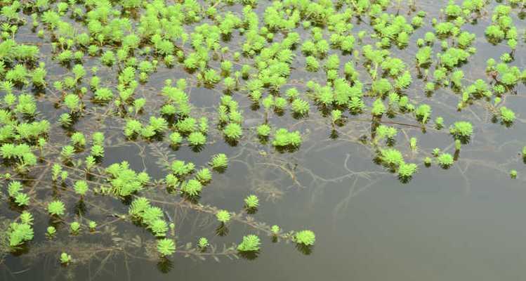 鱼塘适合种植哪些水生植物？选择水生植物的标准是什么？