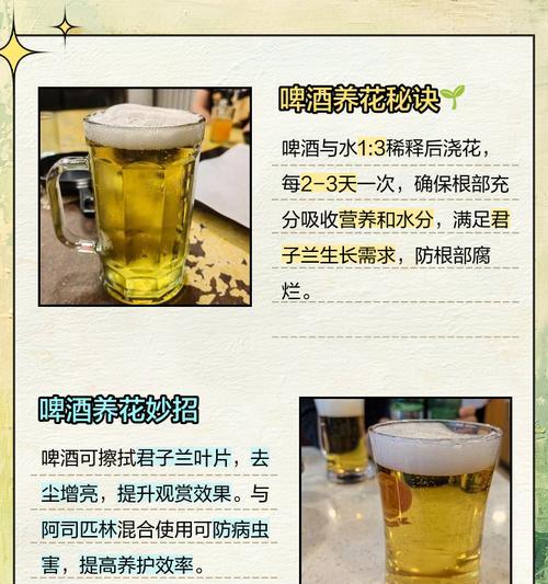 君子兰浇牛奶水有什么好处？正确方法是什么？