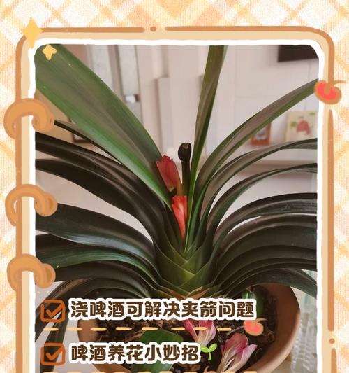 君子兰浇牛奶水有什么好处？正确方法是什么？