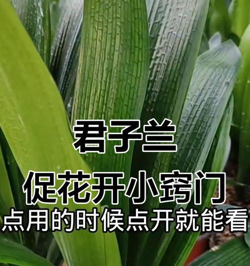 君子兰浇牛奶水有什么好处？正确方法是什么？