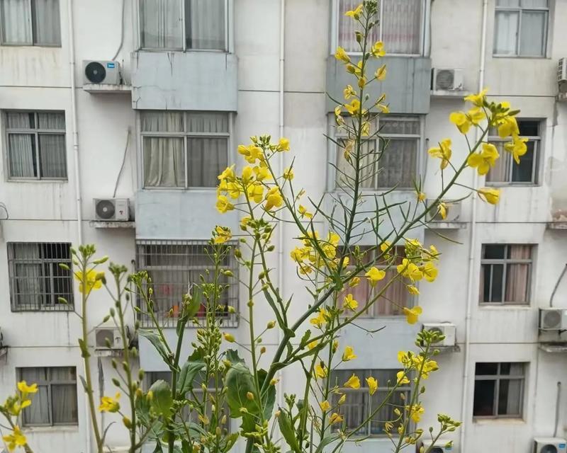 靠北阳台能种什么花？有哪些推荐？